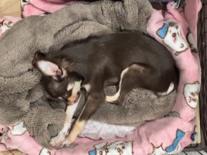 毛布にくるまれて気持ちよさそうに眠るチョコタンのチワワ・オペラ