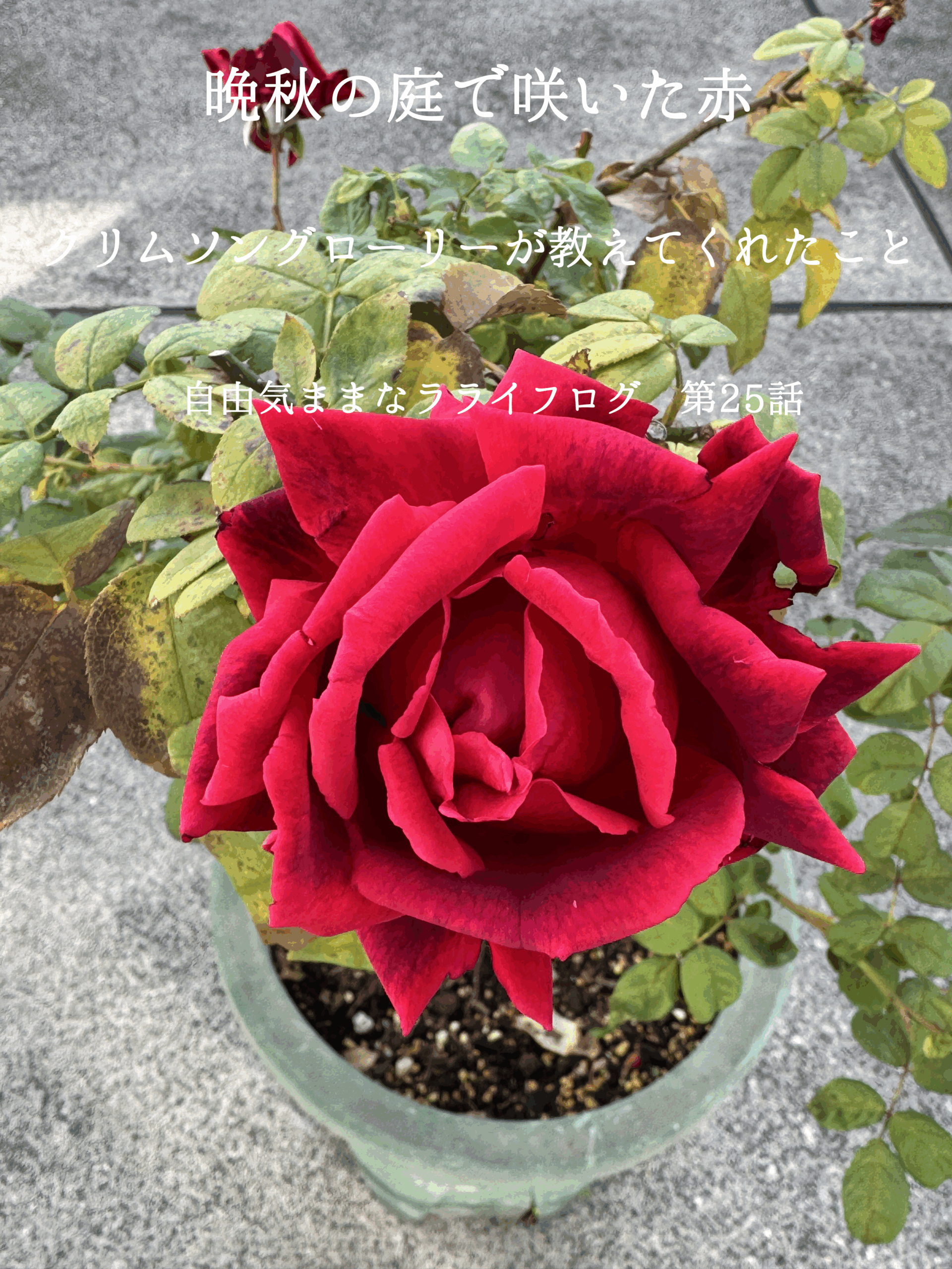 晩秋の庭で季節外れに咲いた深紅のクリムソングローリー