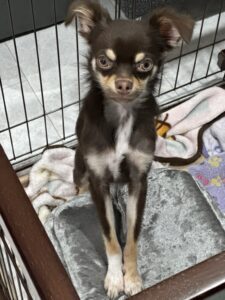 チョコレートタンのロングコートチワワ、月齢8ヶ月経過した姿。ハイオンタイプかもしれない。