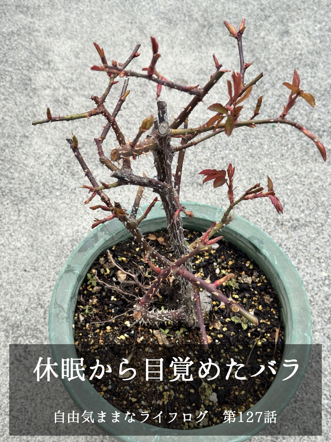 冬の休眠から目覚めて新芽を出し始めたバラの枝