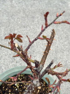 冬の休眠から目覚めて新芽を出し始めたバラの枝（拡大版）