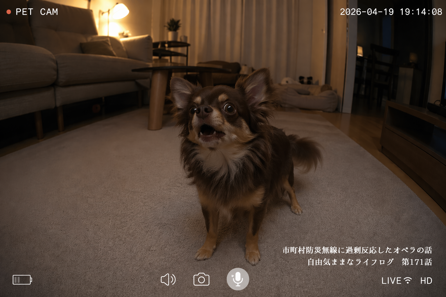 自宅で不安そうに吠え続けるチワワの様子